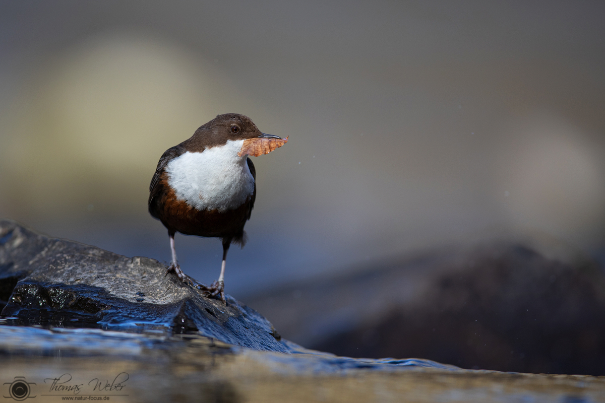 Wasseramsel