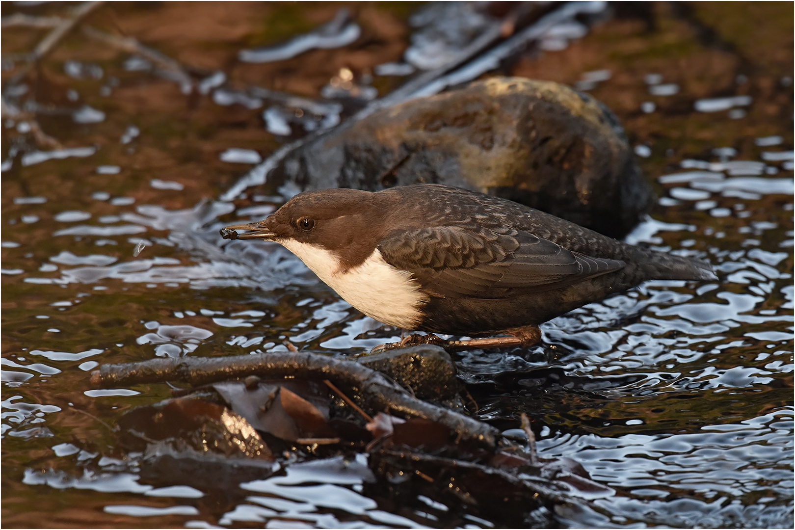 Wasseramsel