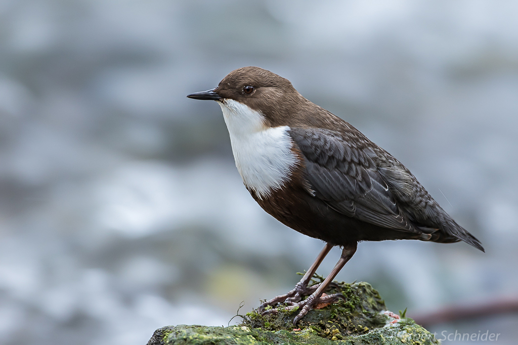 Wasseramsel