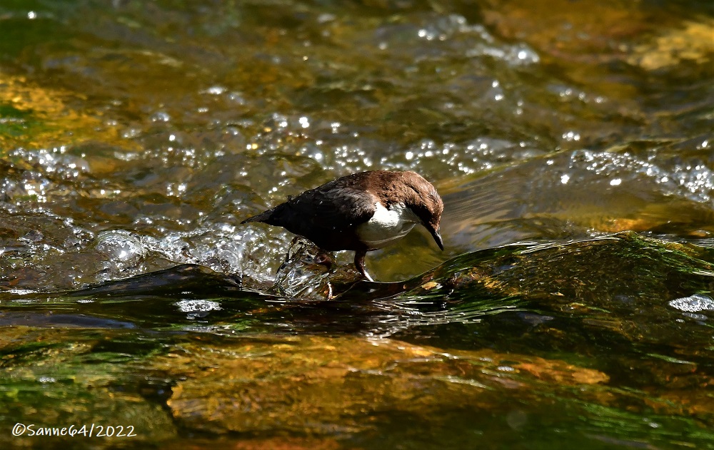 Wasseramsel