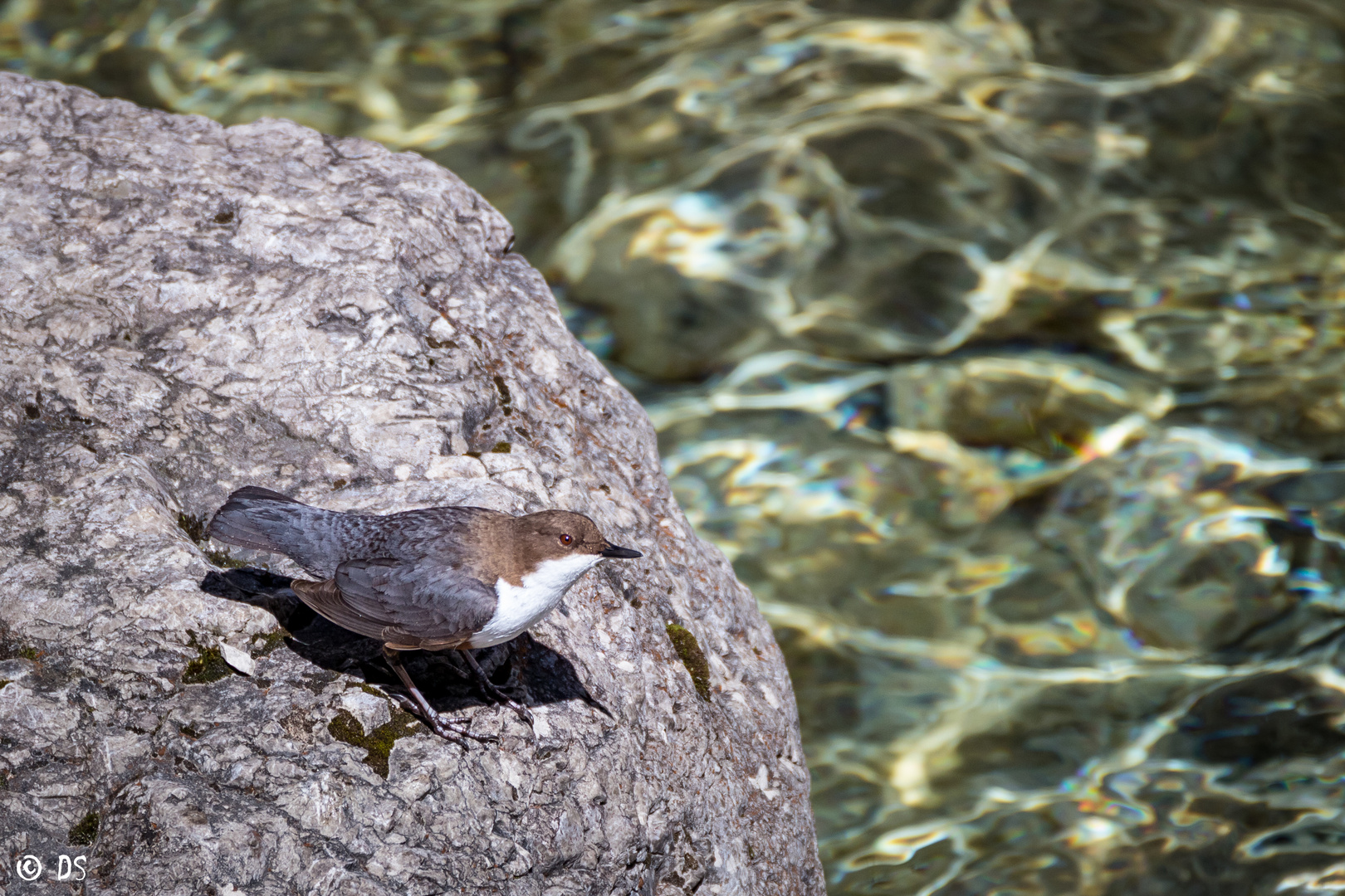 Wasseramsel