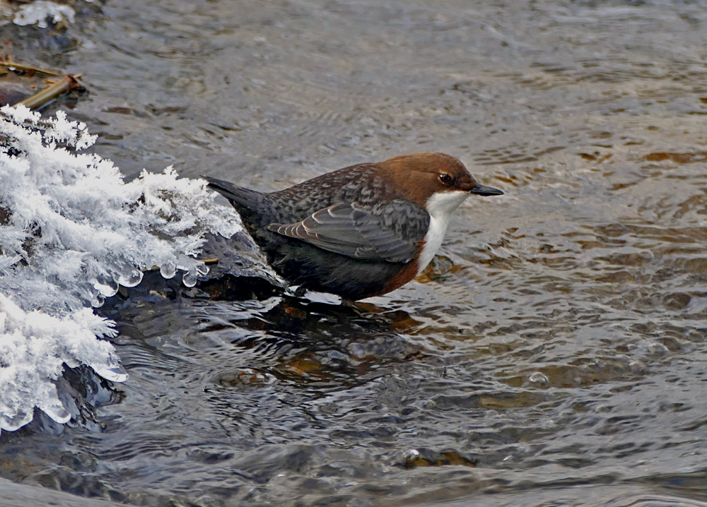 Wasseramsel