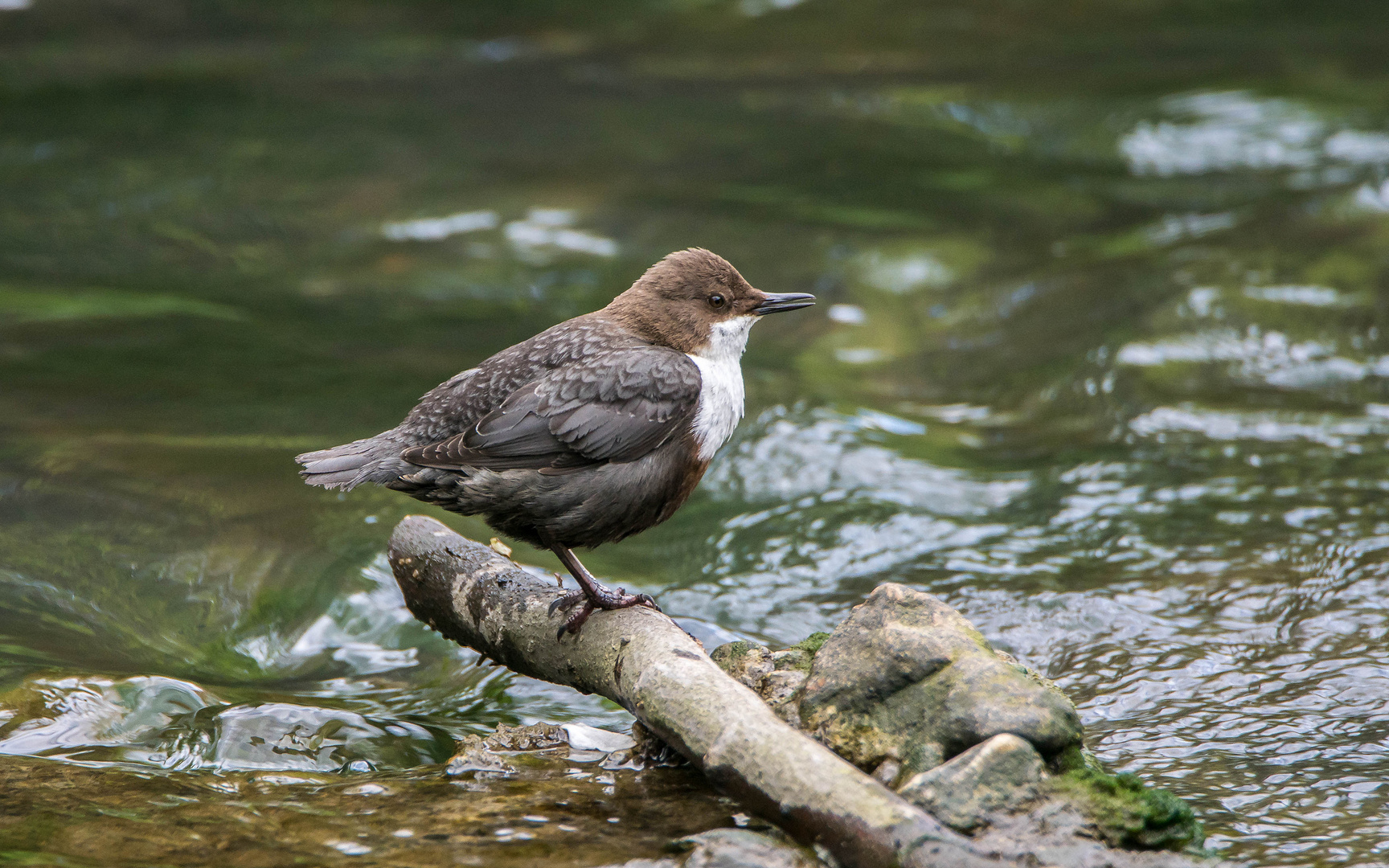 Wasseramsel