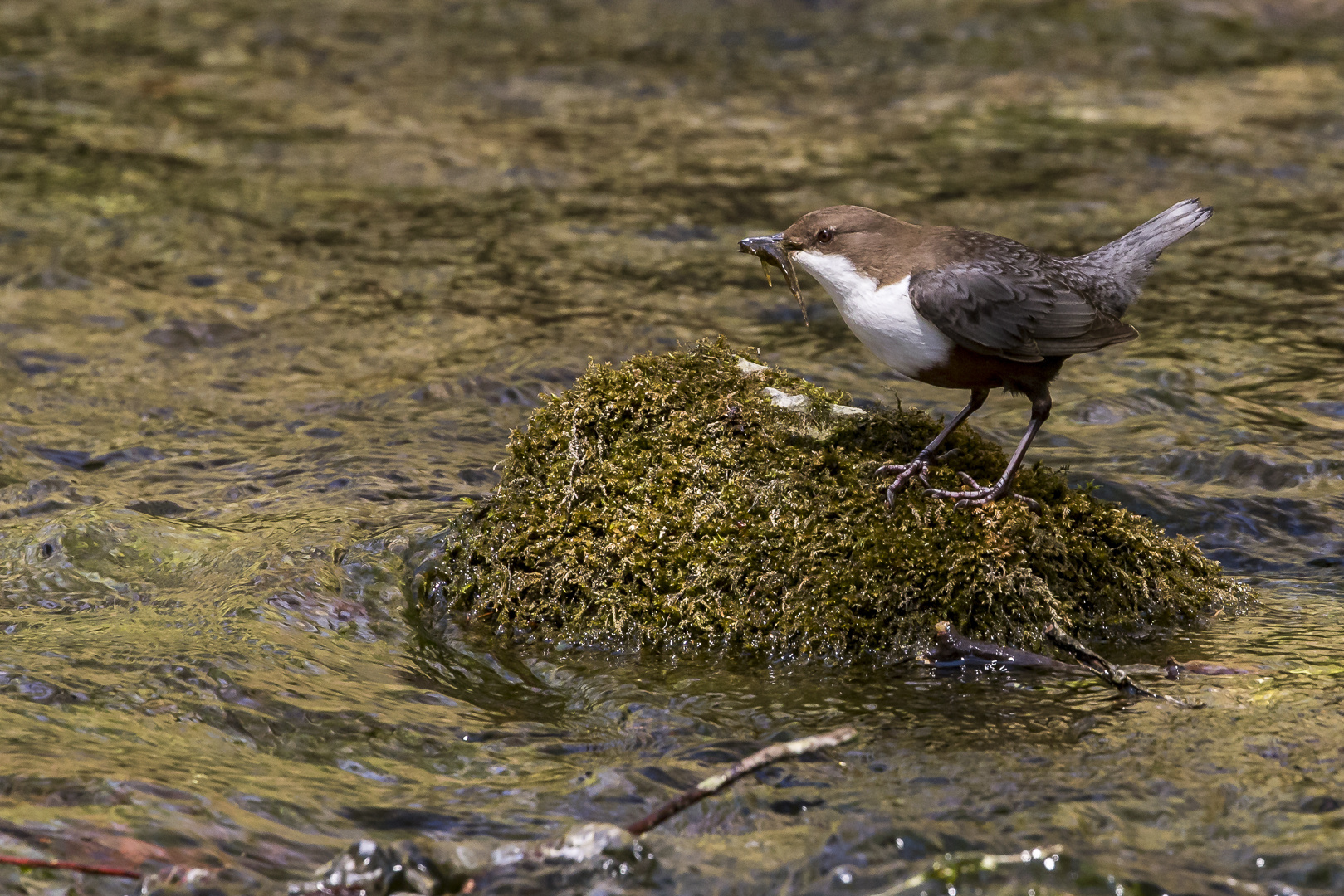 Wasseramsel