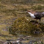 Wasseramsel