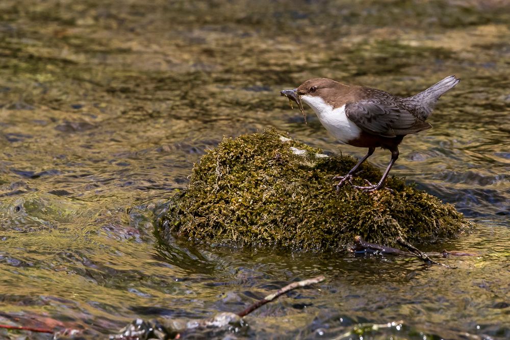 Wasseramsel