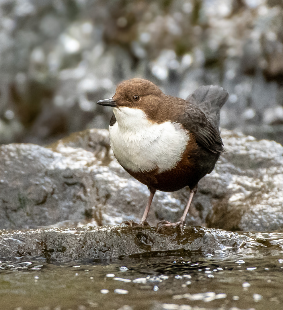 Wasseramsel