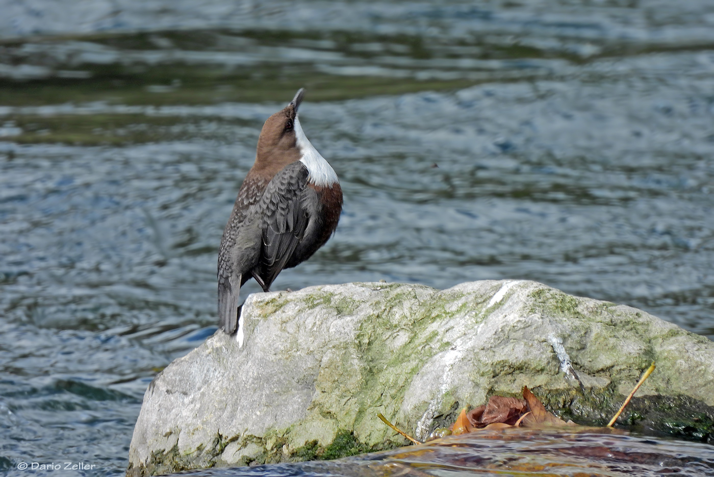 Wasseramsel