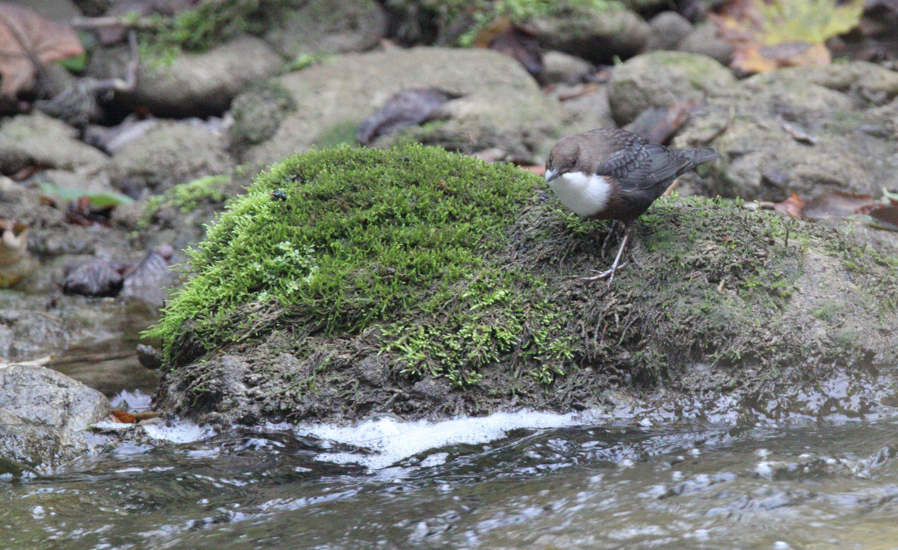 Wasseramsel