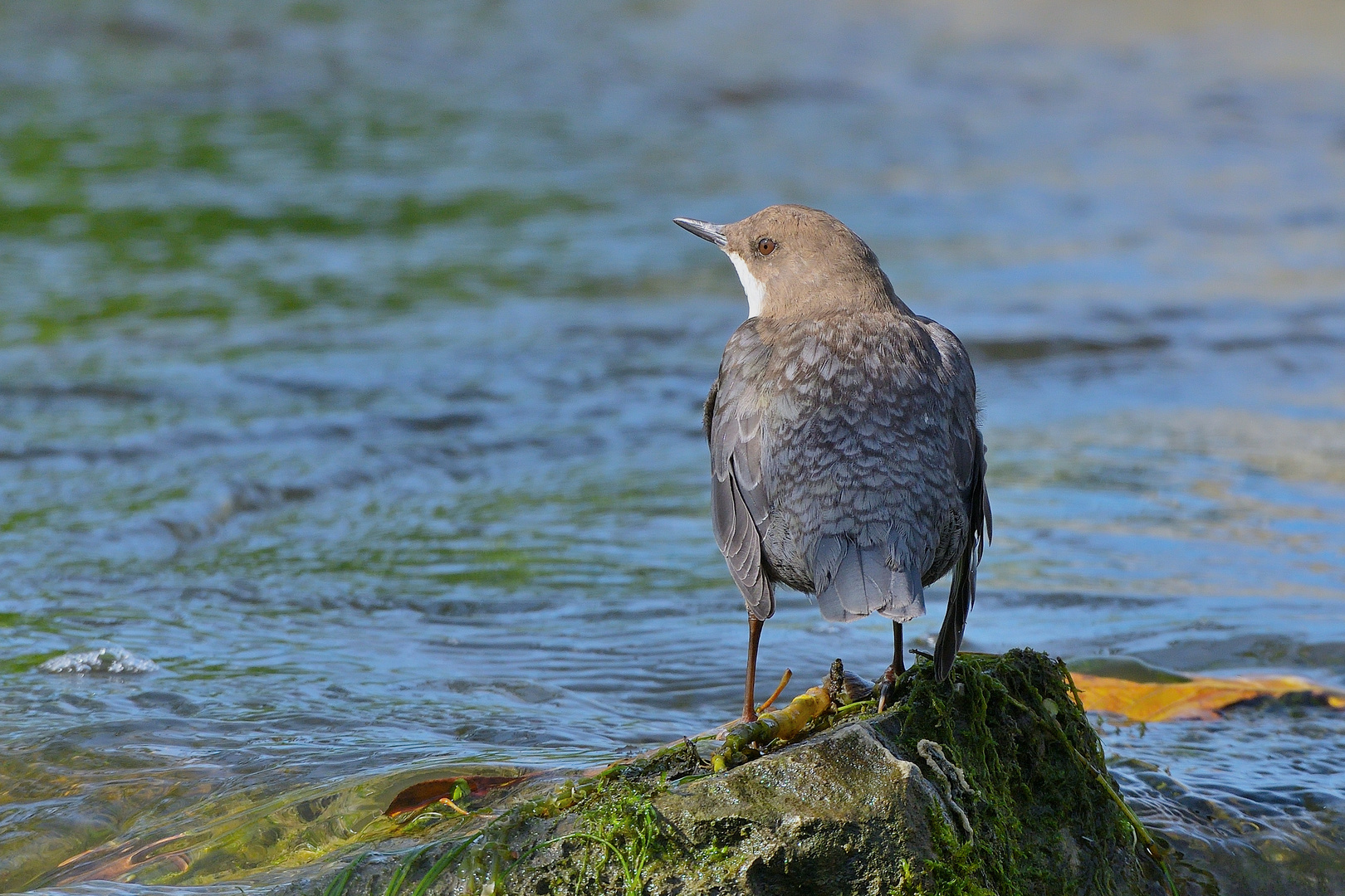 Wasseramsel