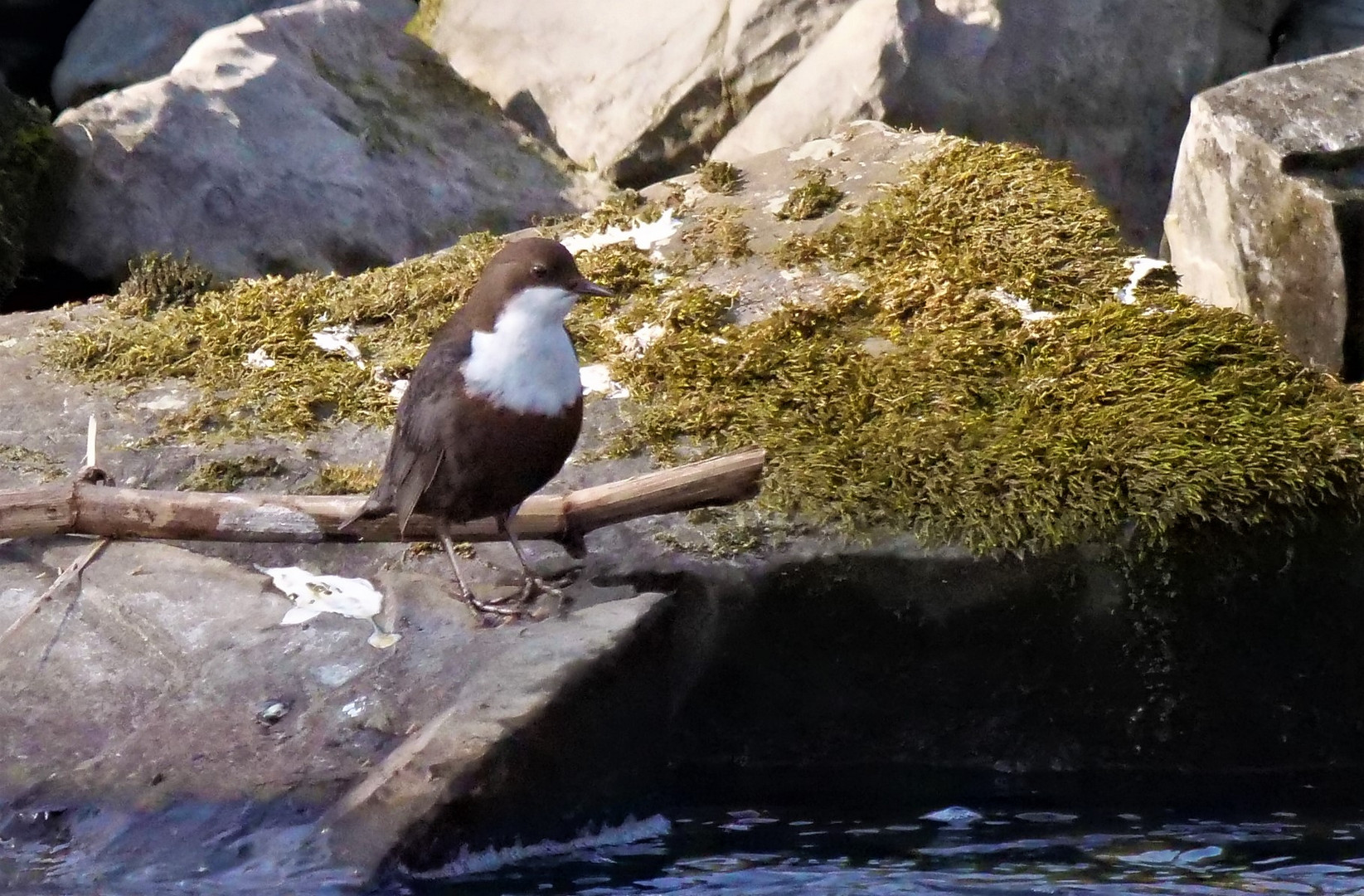 Wasseramsel