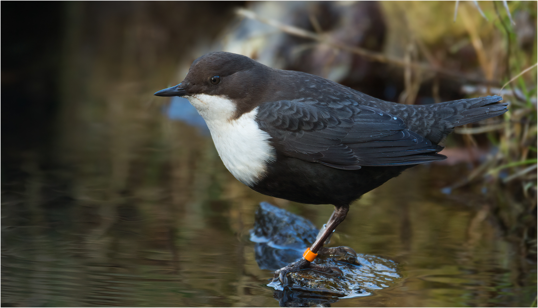 Wasseramsel