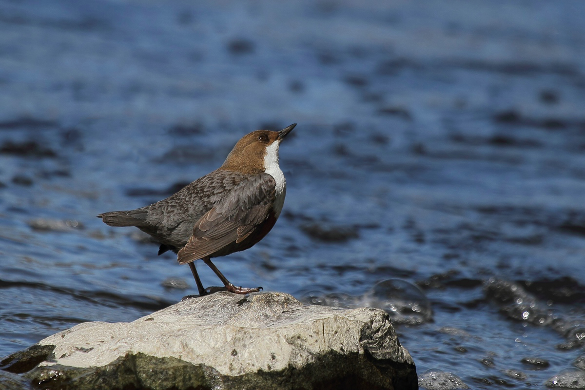 Wasseramsel