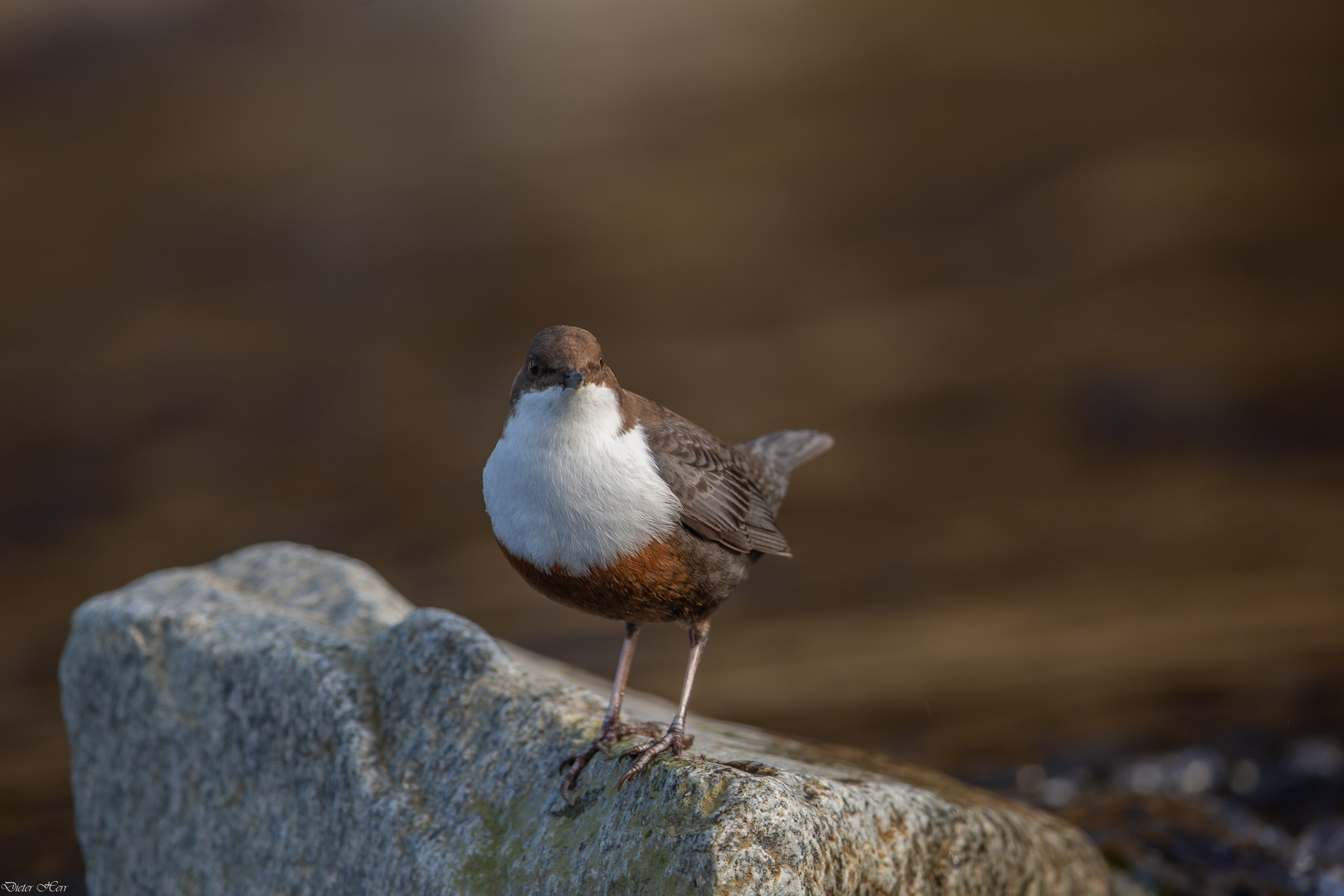 Wasseramsel...