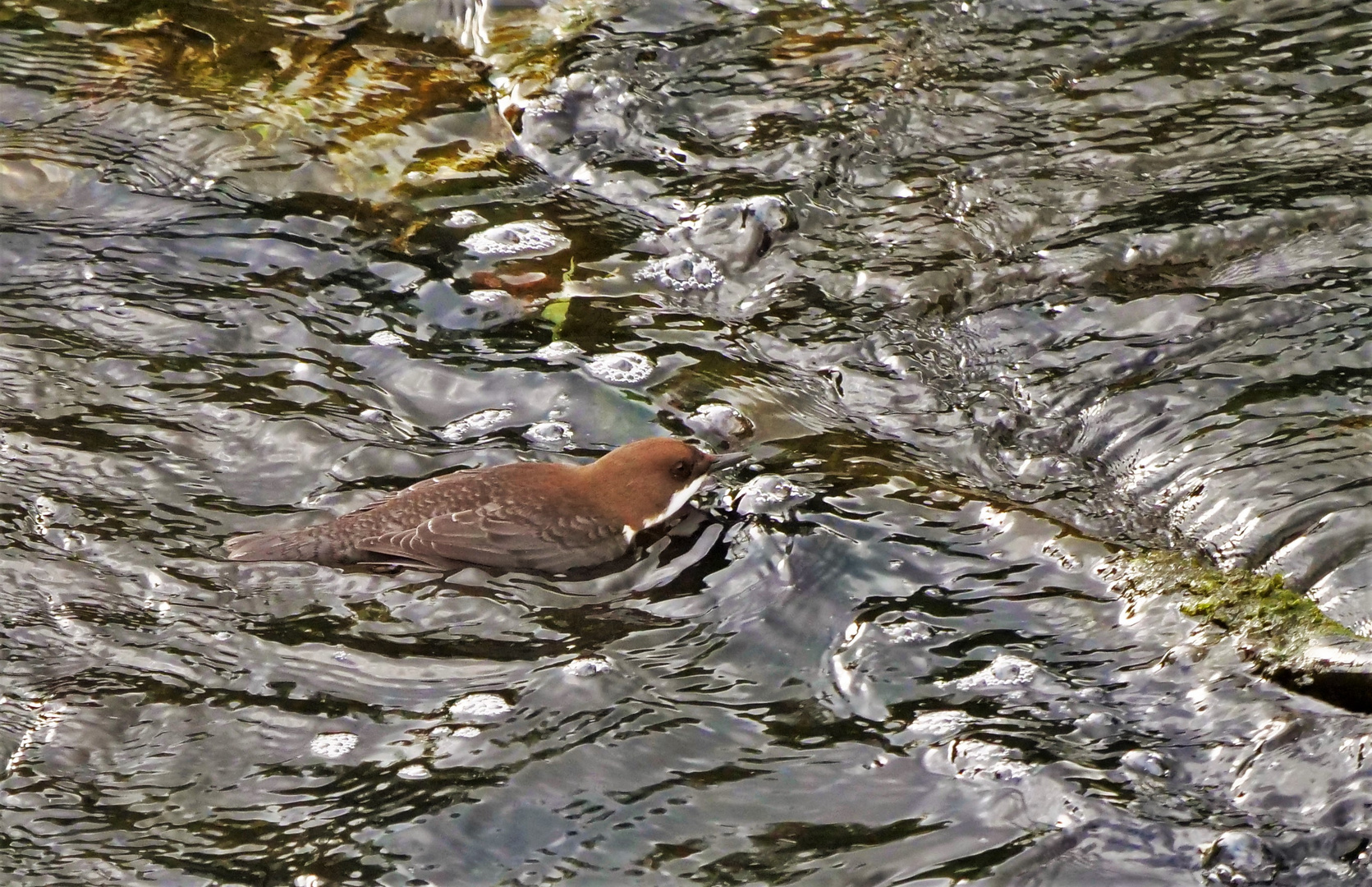 Wasseramsel