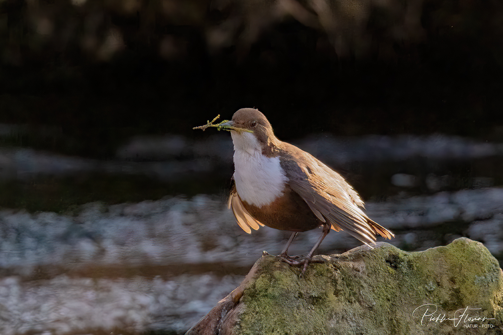 Wasseramsel