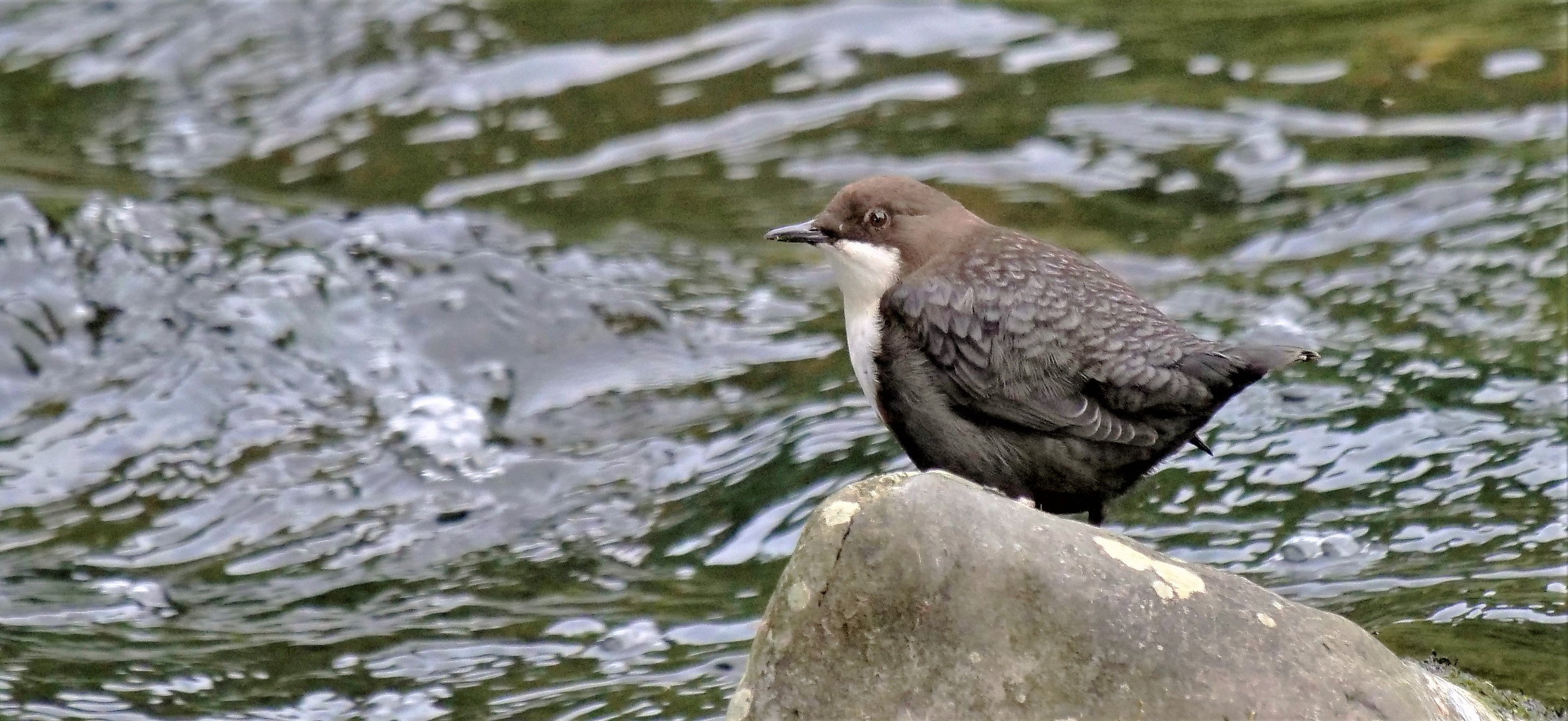 Wasseramsel