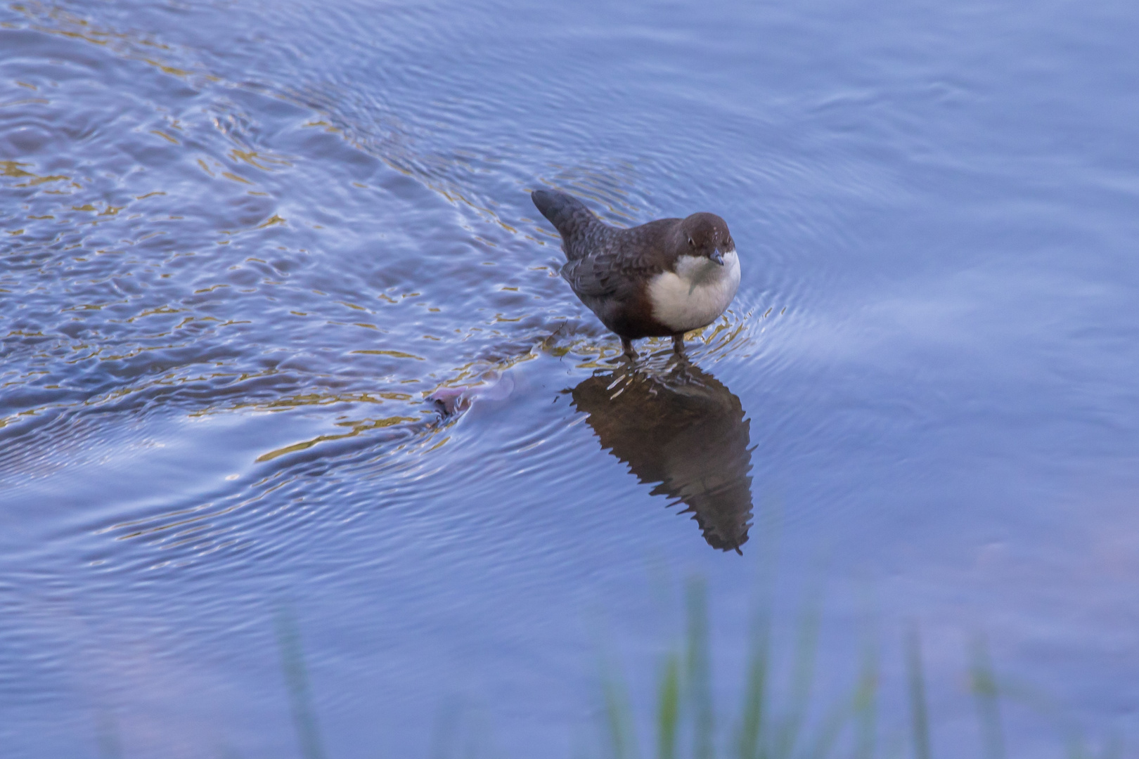 Wasseramsel