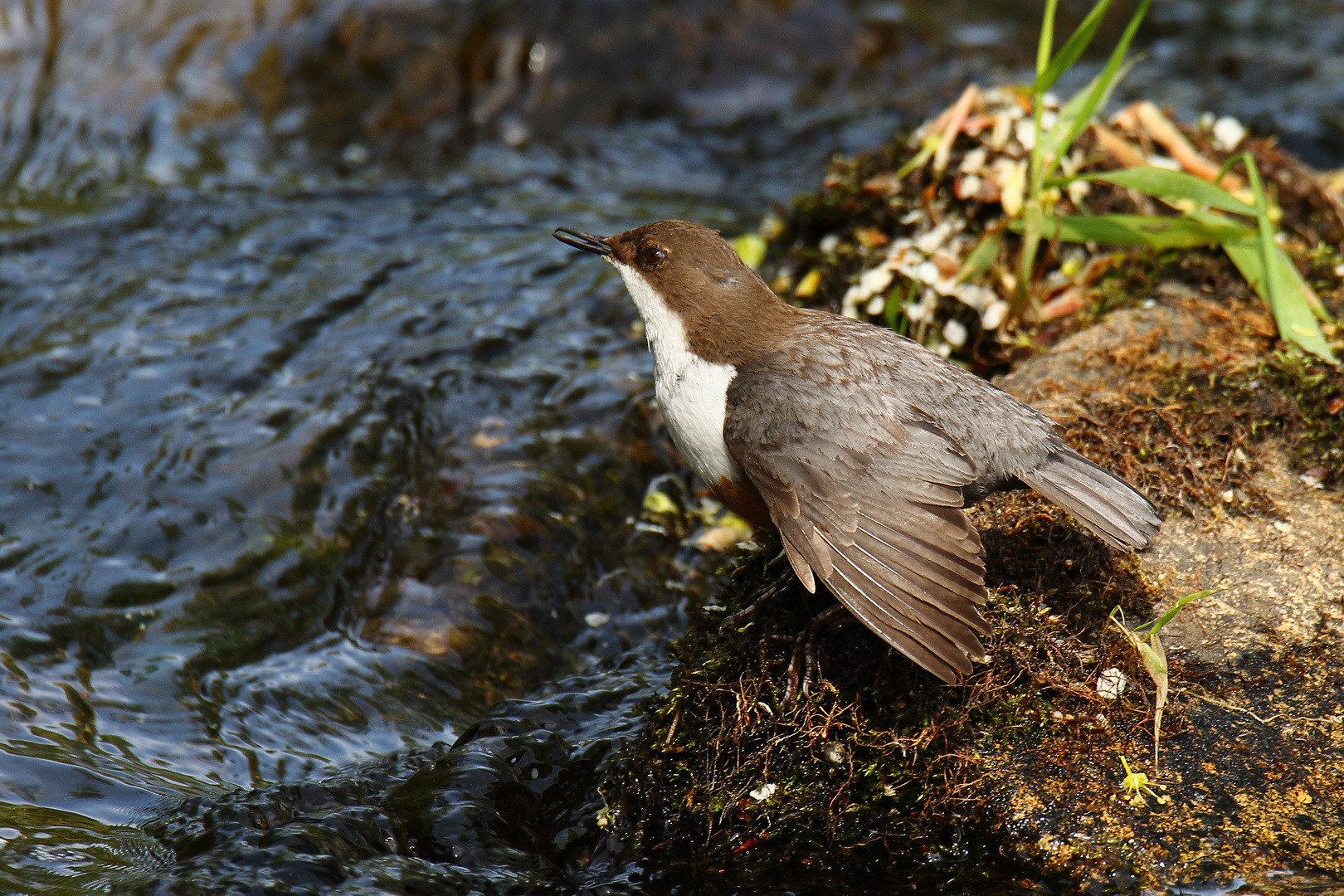 Wasseramsel