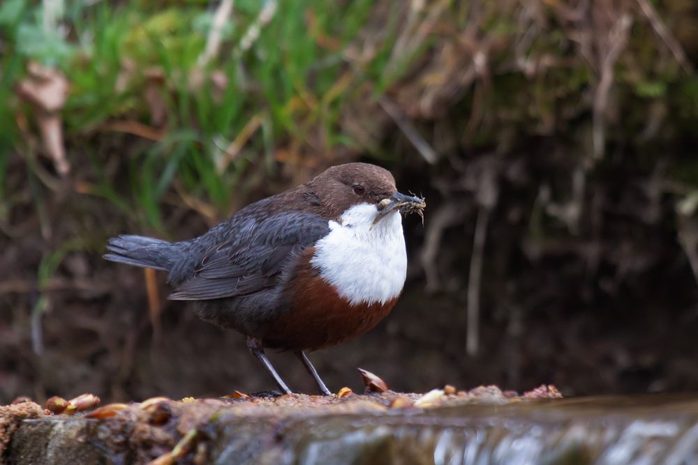 Wasseramsel