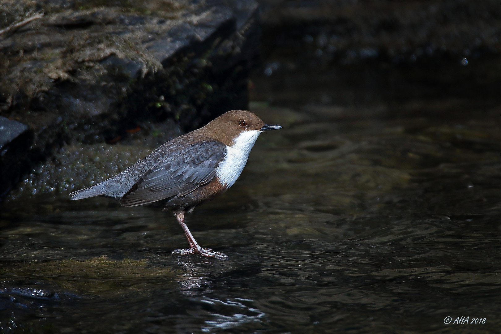 Wasseramsel