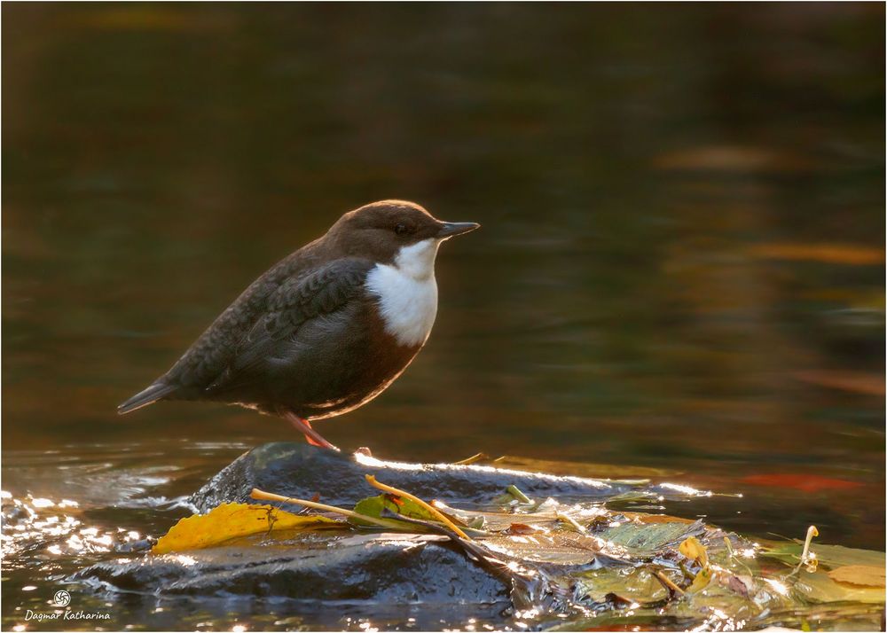 Wasseramsel 