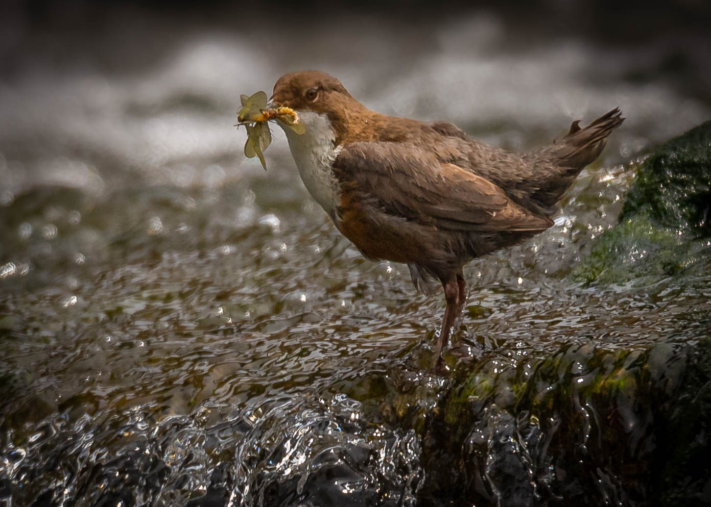 Wasseramsel