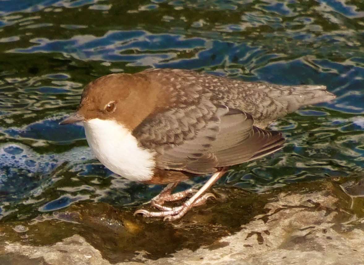 Wasseramsel 