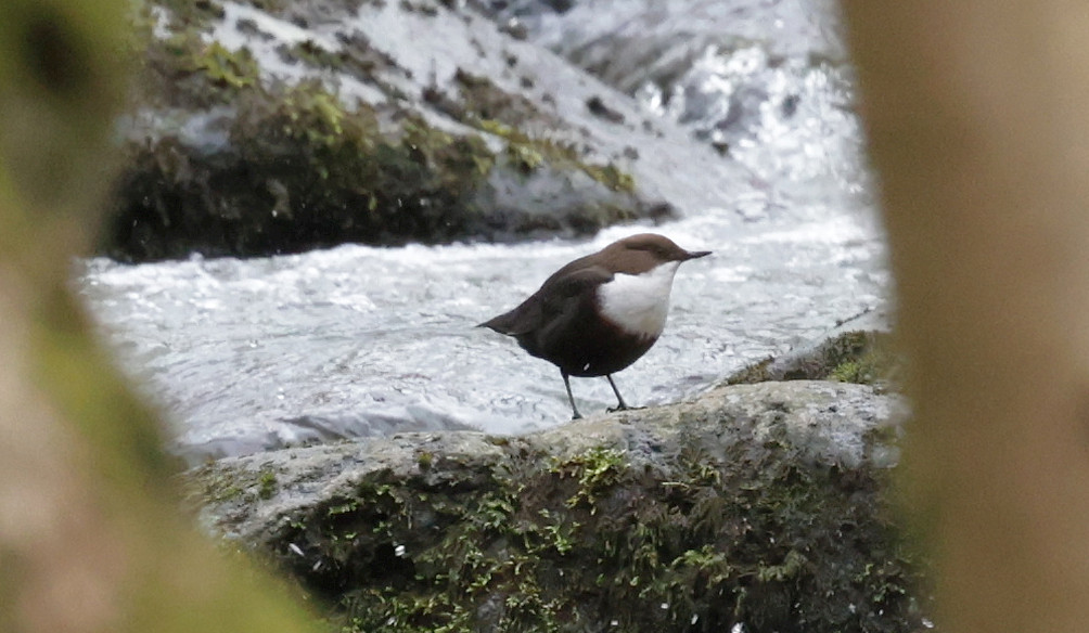 Wasseramsel