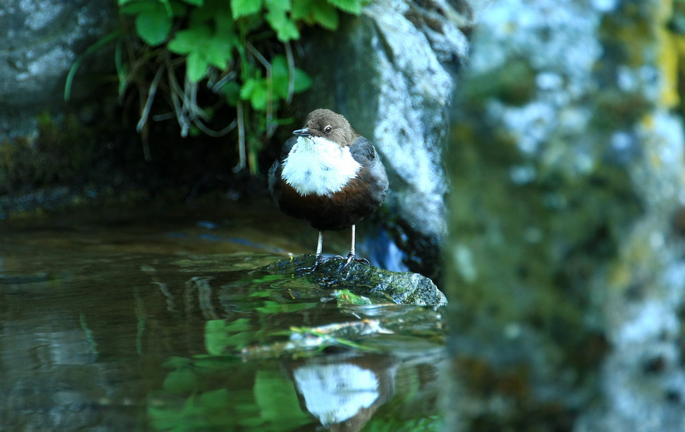 Wasseramsel