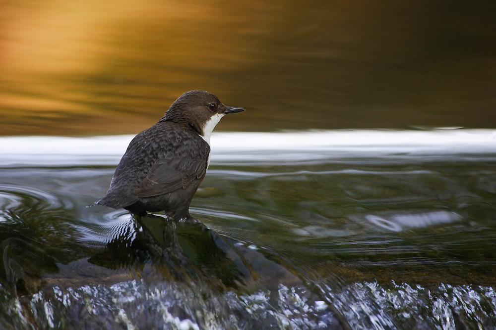 Wasseramsel