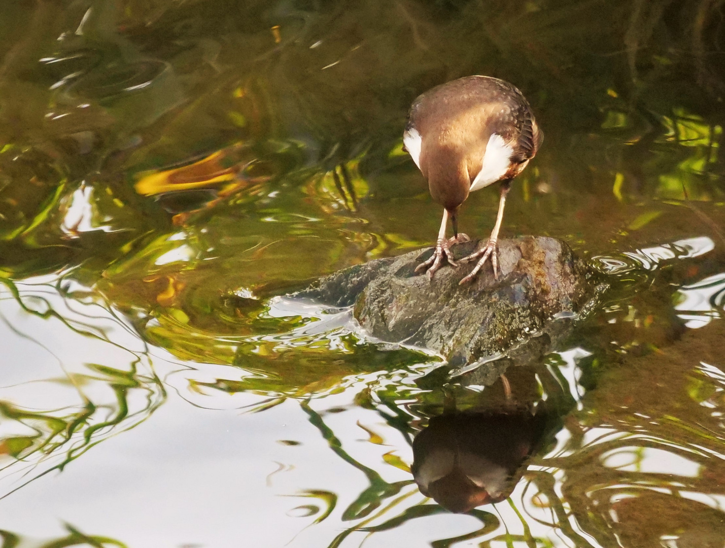 Wasseramsel 