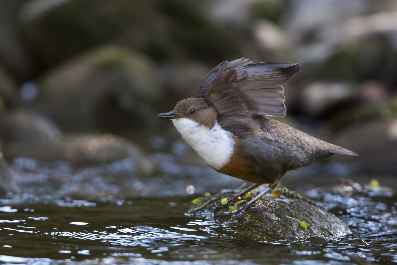 Wasseramsel