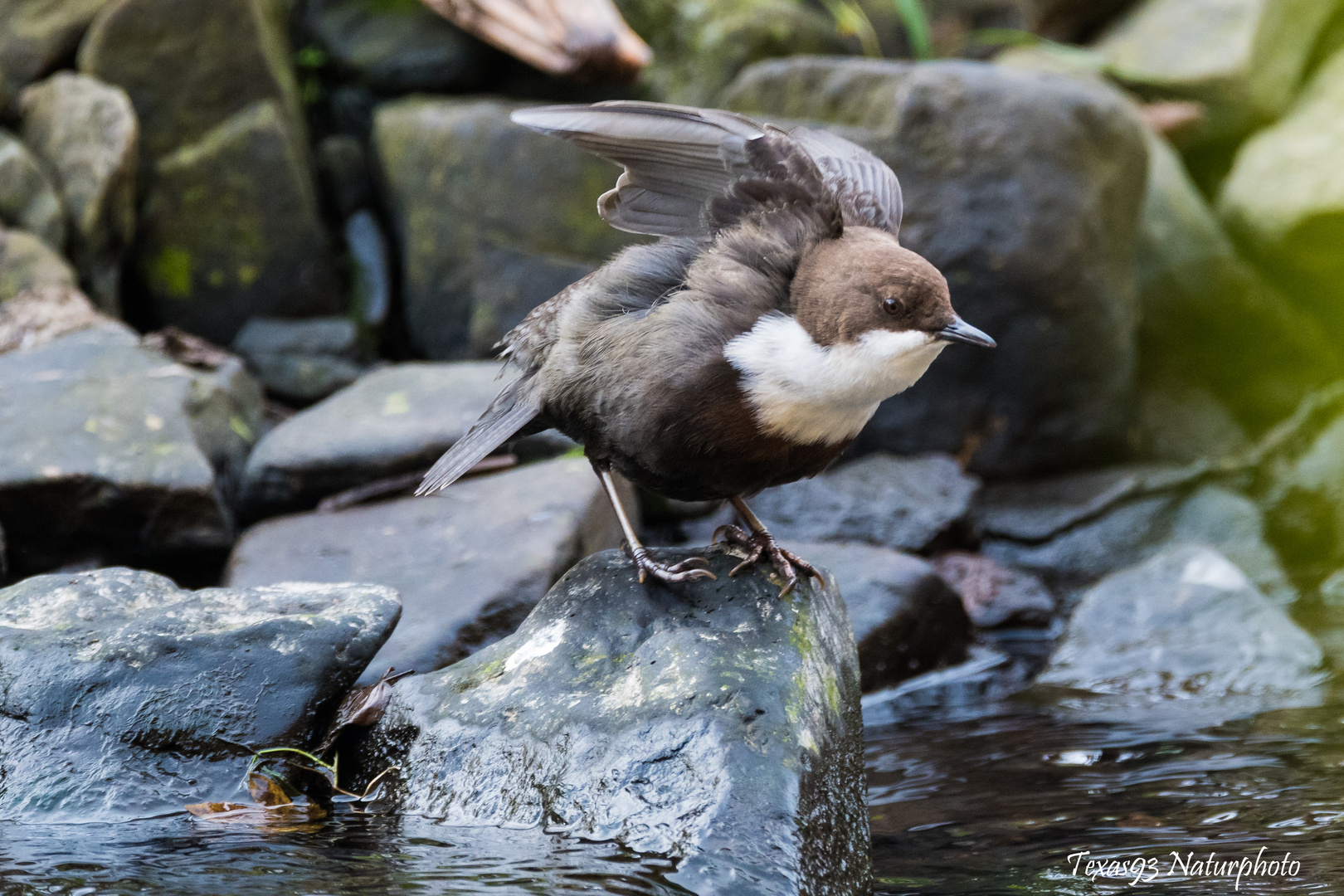 Wasseramsel abflugbereit