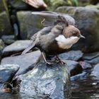 Wasseramsel abflugbereit