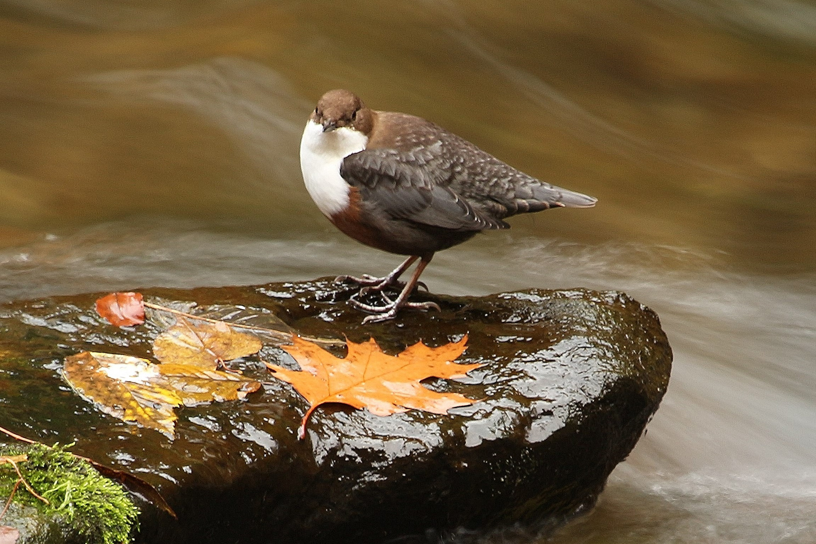 Wasseramsel