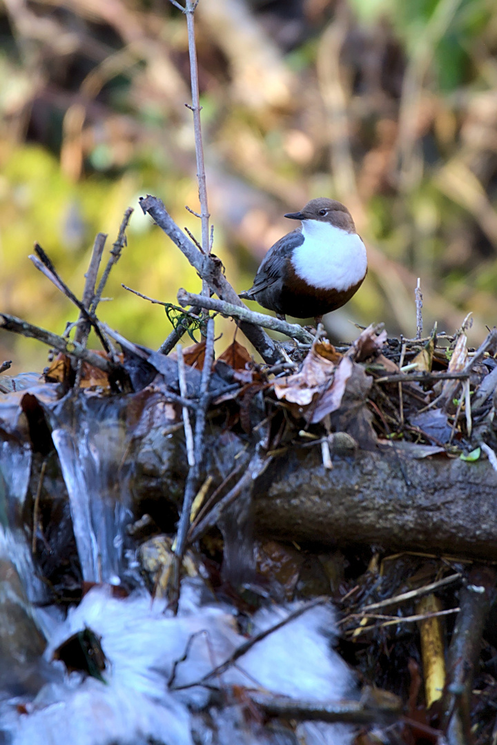 Wasseramsel