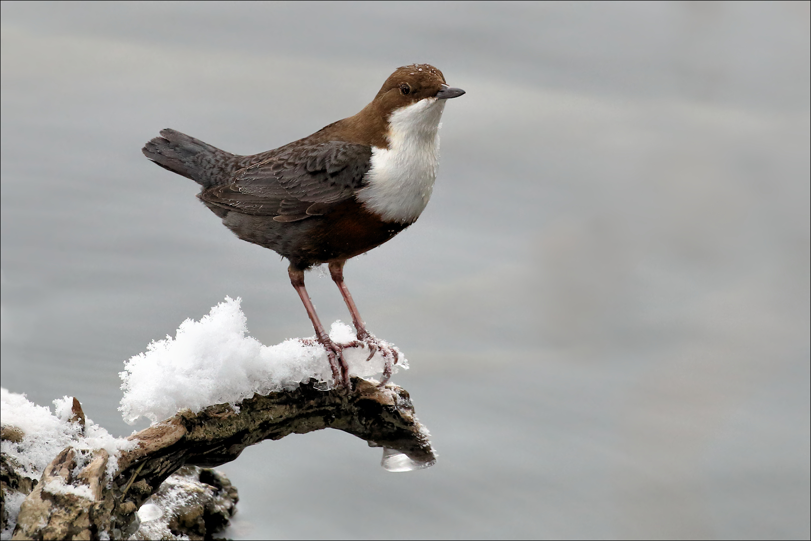 Wasseramsel