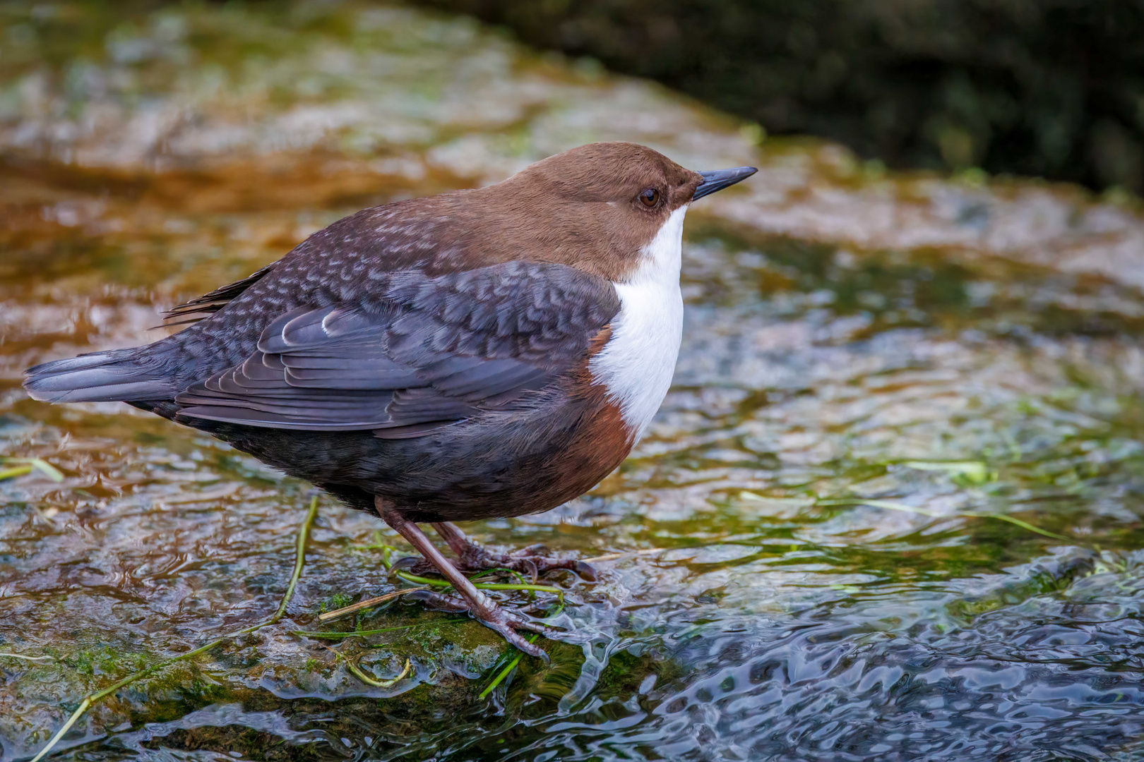 Wasseramsel