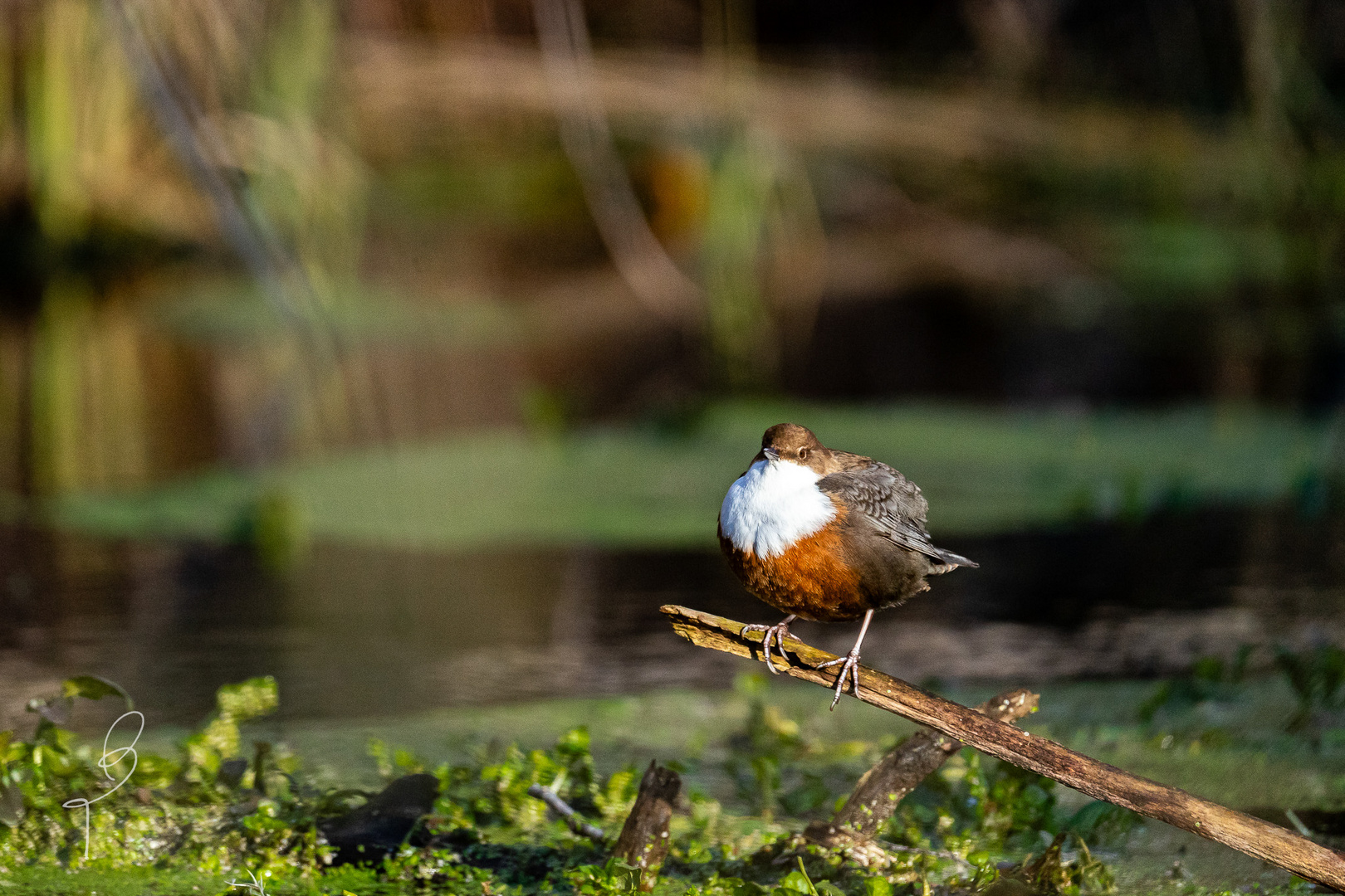 Wasseramsel am Ast