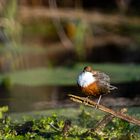 Wasseramsel am Ast