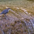 Wasseramsel am Auerbach bei Oberaudorf