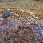 Wasseramsel am Auerbach bei Oberaudorf