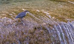 Wasseramsel am Auerbach bei Oberaudorf