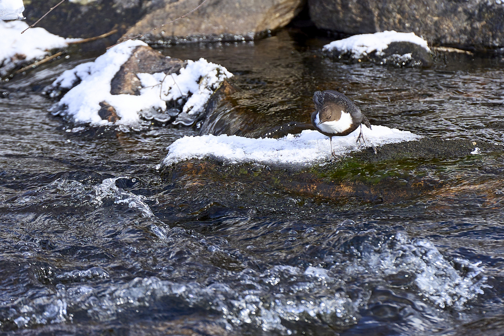 Wasseramsel am Ausgang des Sees