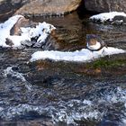 Wasseramsel am Ausgang des Sees