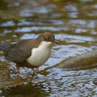 Wasseramsel am Ausguck