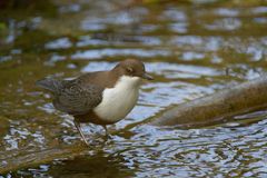 Wasseramsel am Ausguck