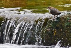 Wasseramsel am Bachlauf