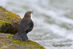 Wasseramsel am balzen